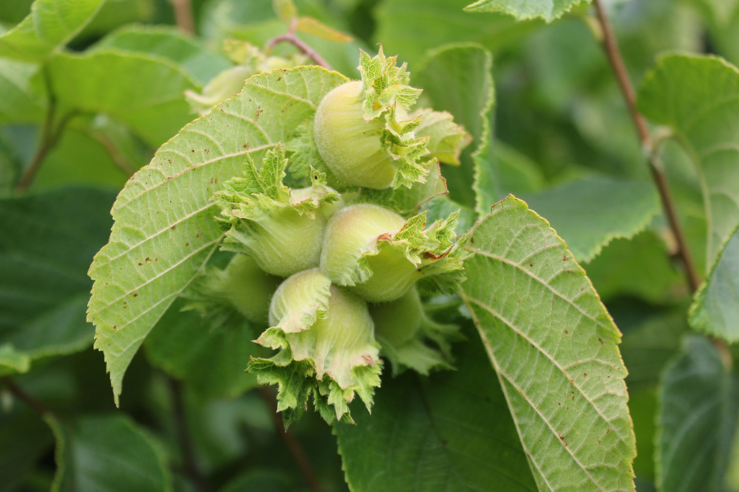 Jefferson Hazelnut Tree