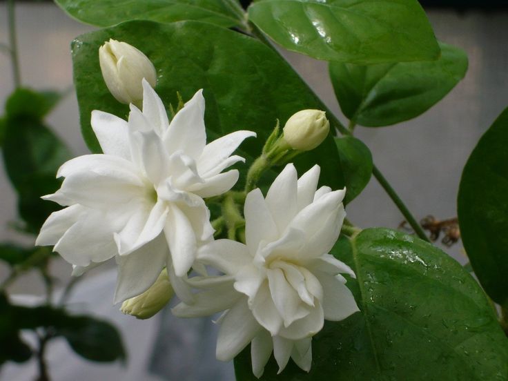 Mysore Malli (Jasminum Sambac)
