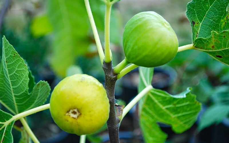 Italian Honey Fig Tree - 3 Gallon Pot