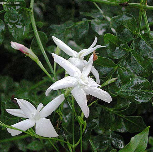 Flore Pleno Poet’s Jasmine