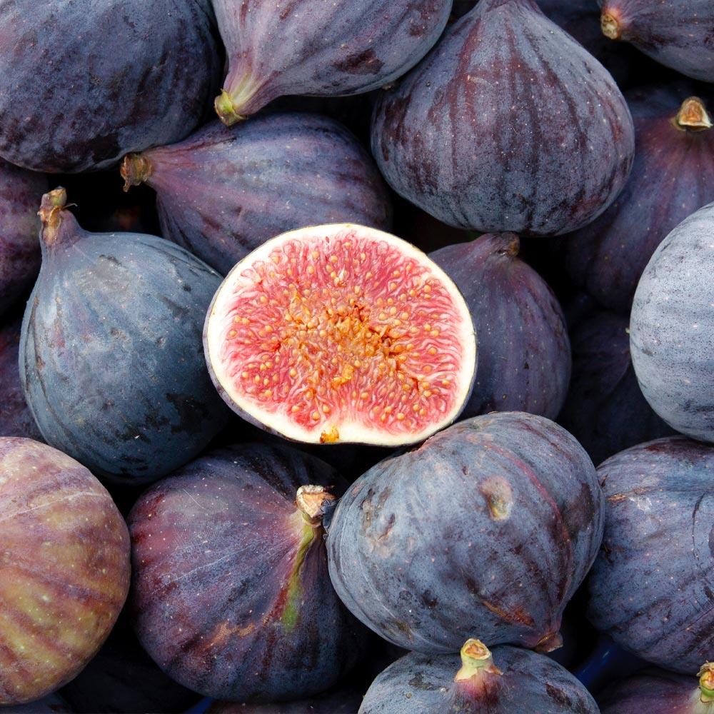 LSU Purple Fig Tree - 3 Gallon Pot