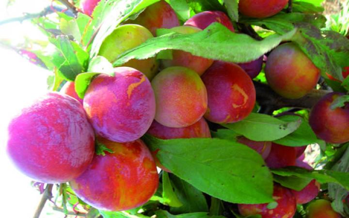 Burbank Plum Tree - 6 feet tall
