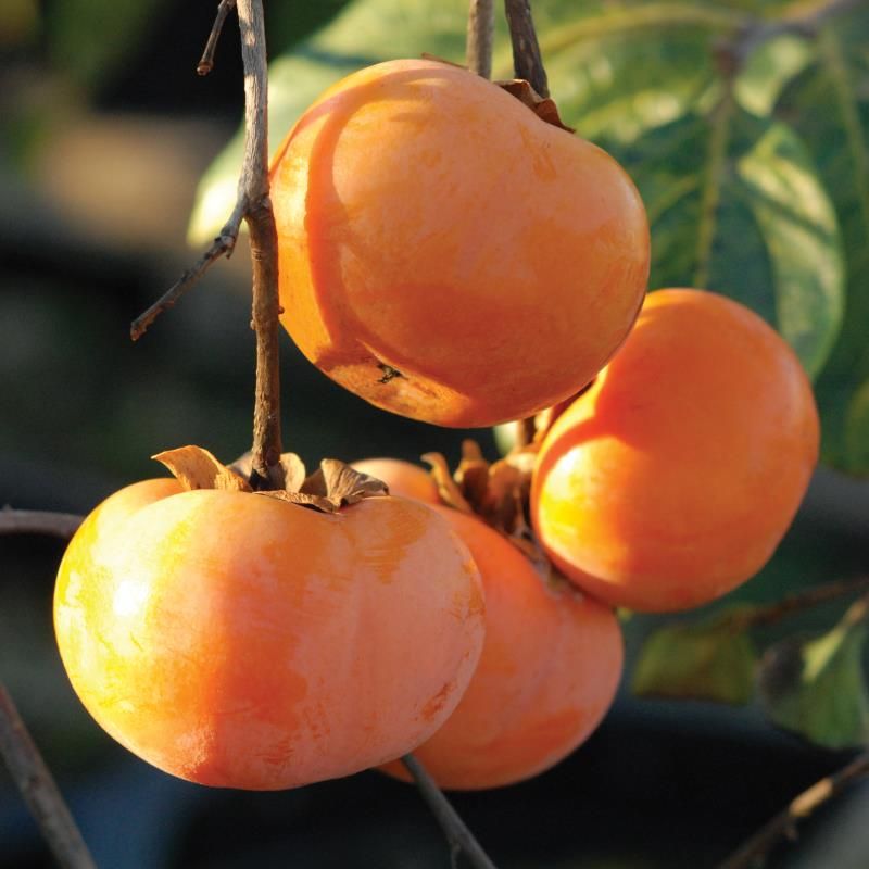 Dwarf Ichi Persimmon, 3 Gallon Pot