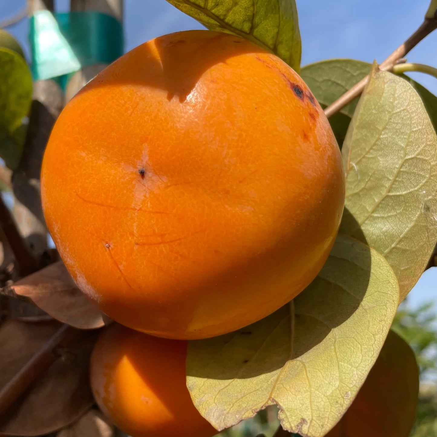 Jiro Persimmon - 6 feet tall