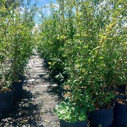 Salavatski Pomegranate Plant - 3 gallon pot