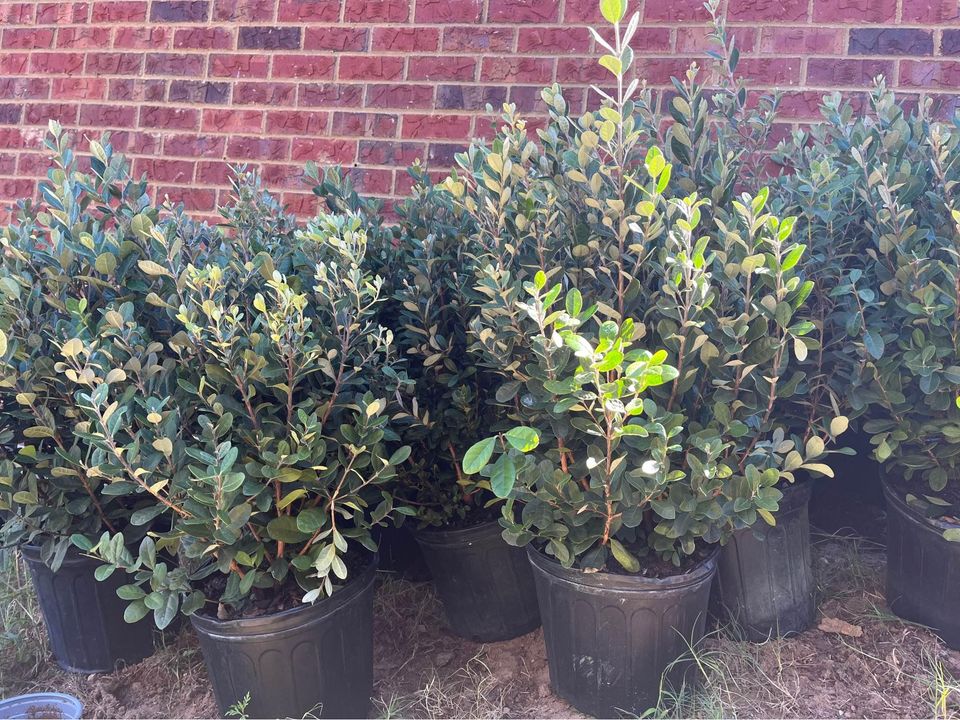 Pineapple Guava Plant