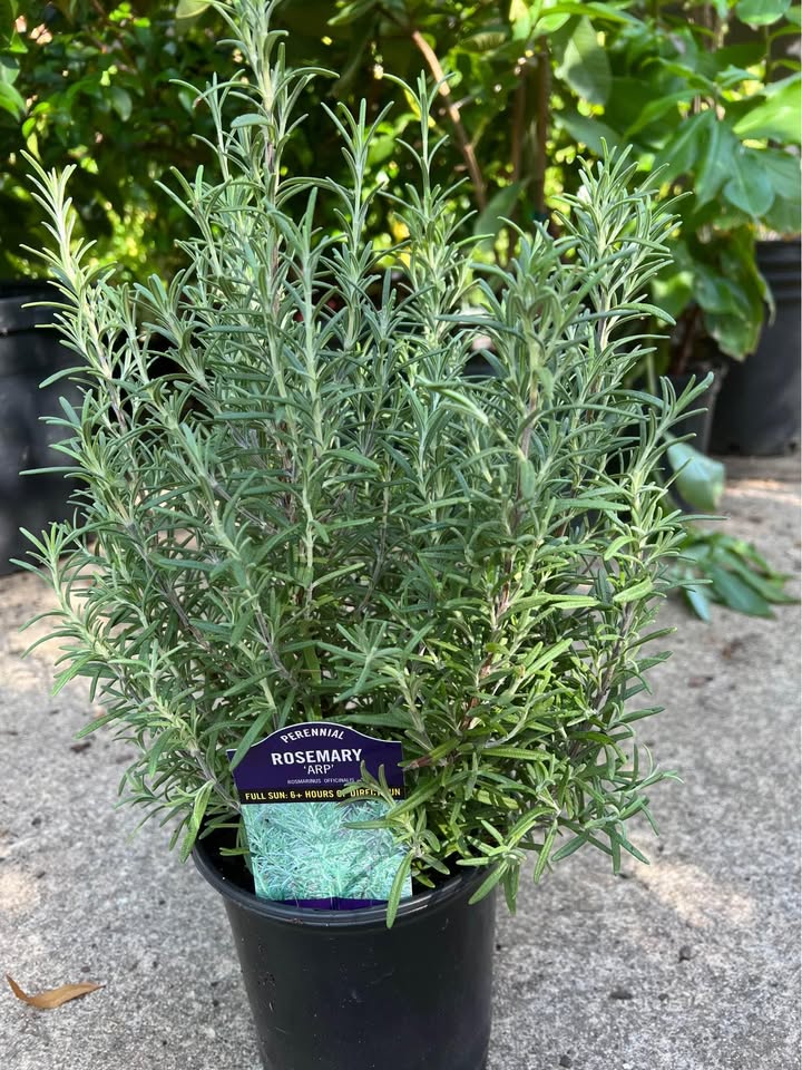 Rosemary - 1 gallon pot