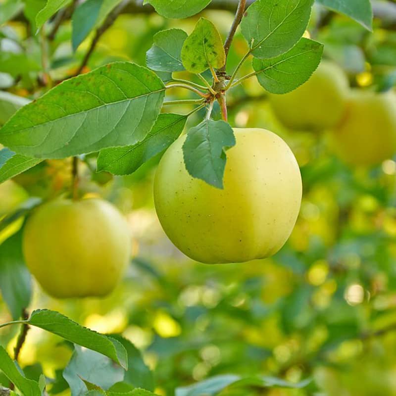 Dorsett Golden Apple Tree - 6 Feet Tall
