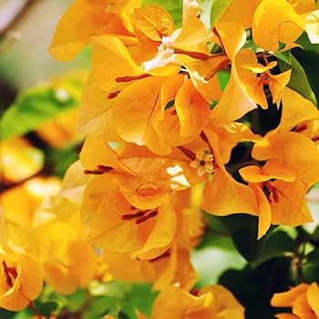 Exotic Bougainvillea Plant