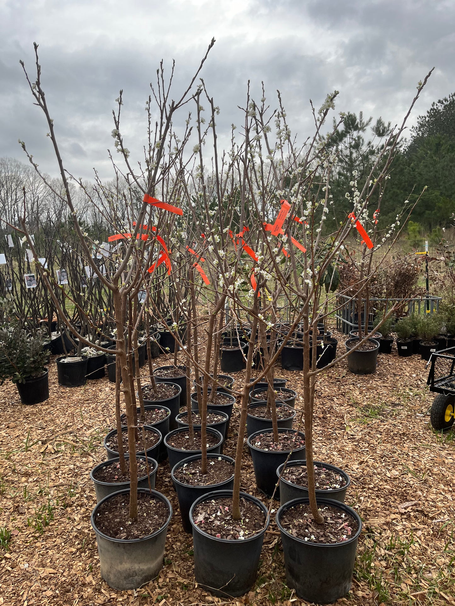Burbank Plum Tree - 6 feet tall
