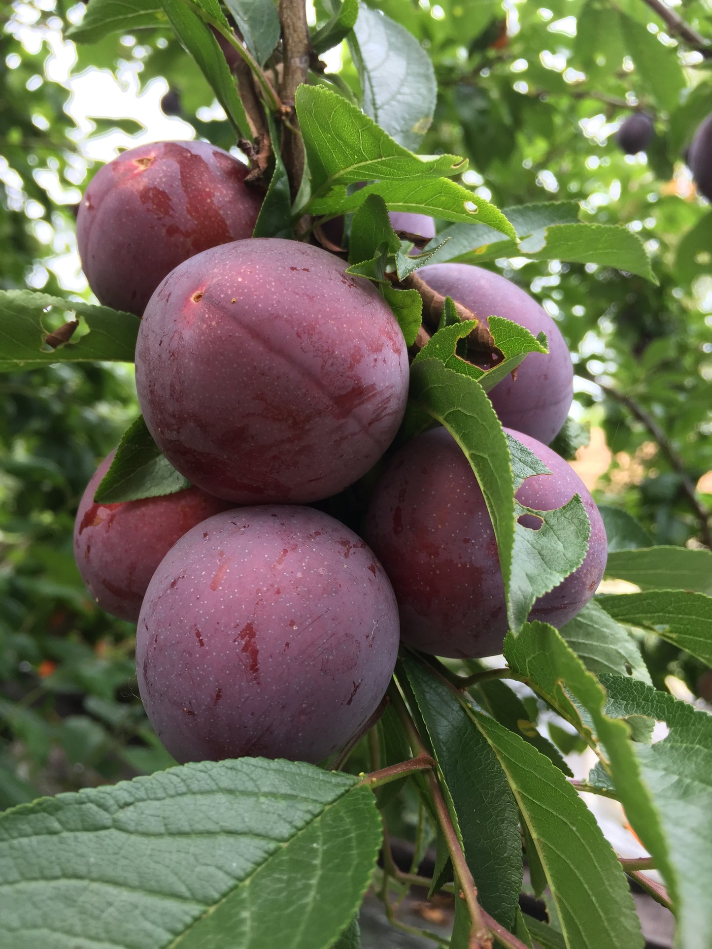 Methley Plum Tree - 6 feet tall