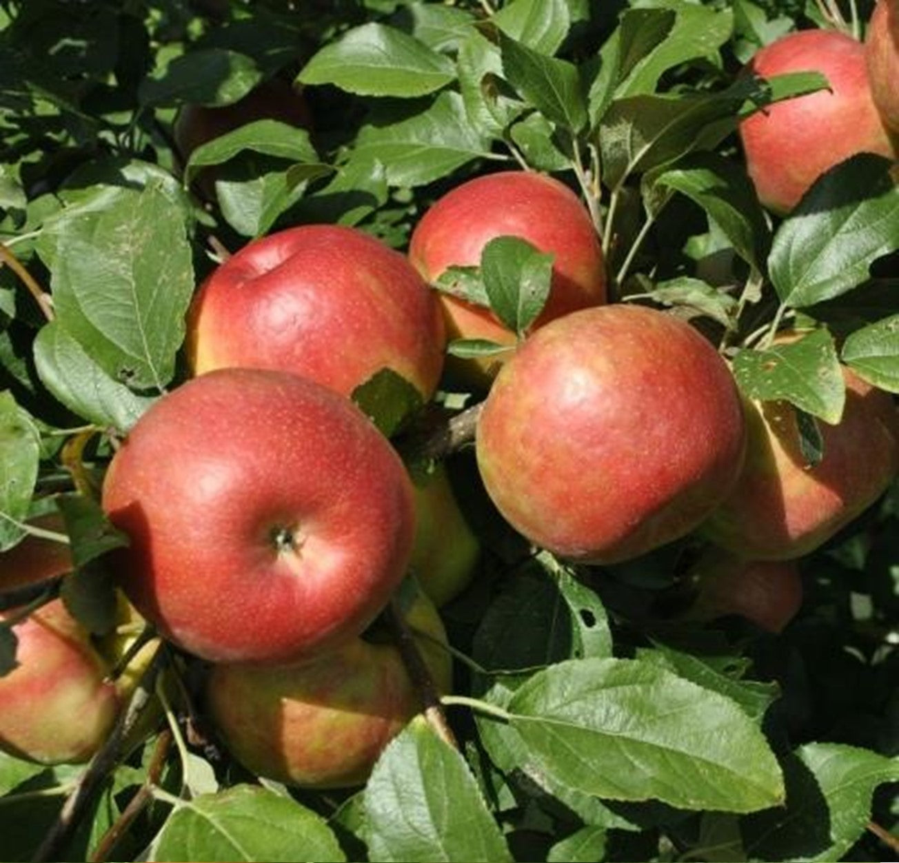 Honey Crisp Apple Tree - 6 Feet Tall in 5 Gallon pot