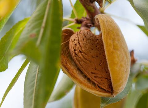 Monterey Almond Tree (5 gallon pot)