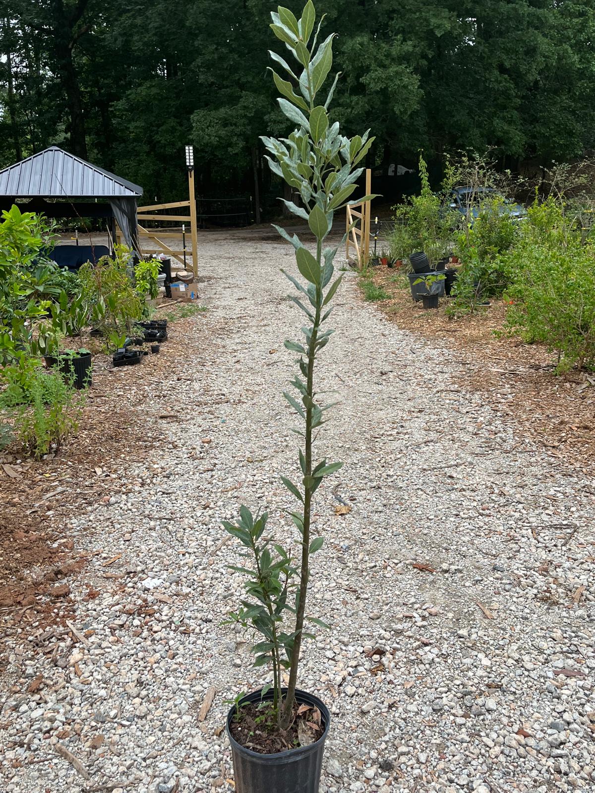 Bay Laurel - 3 Gallon Pot