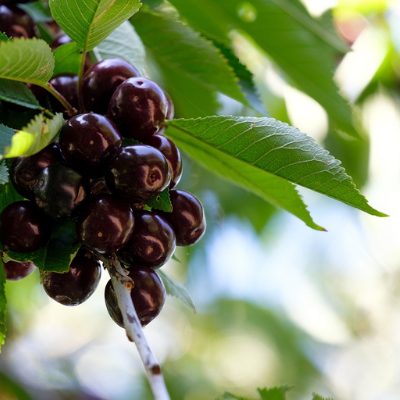 Black Pearl Cherry, Grafted, 9 ft Tall