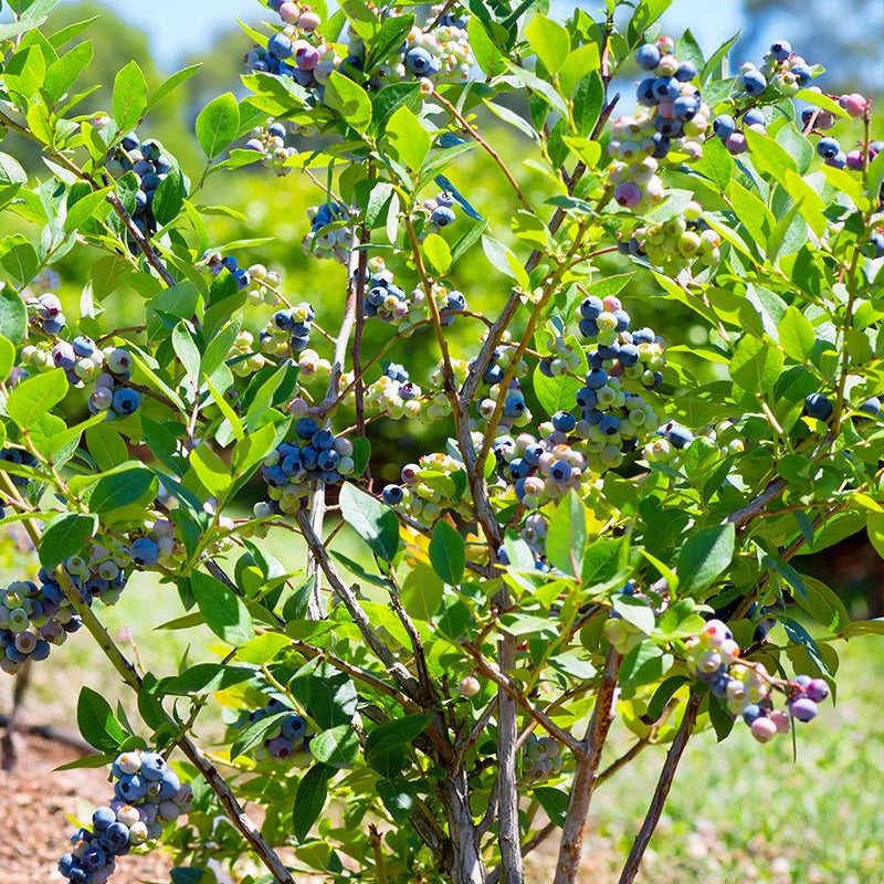 Ochlockonee Blueberry, 3 Gallon Pot