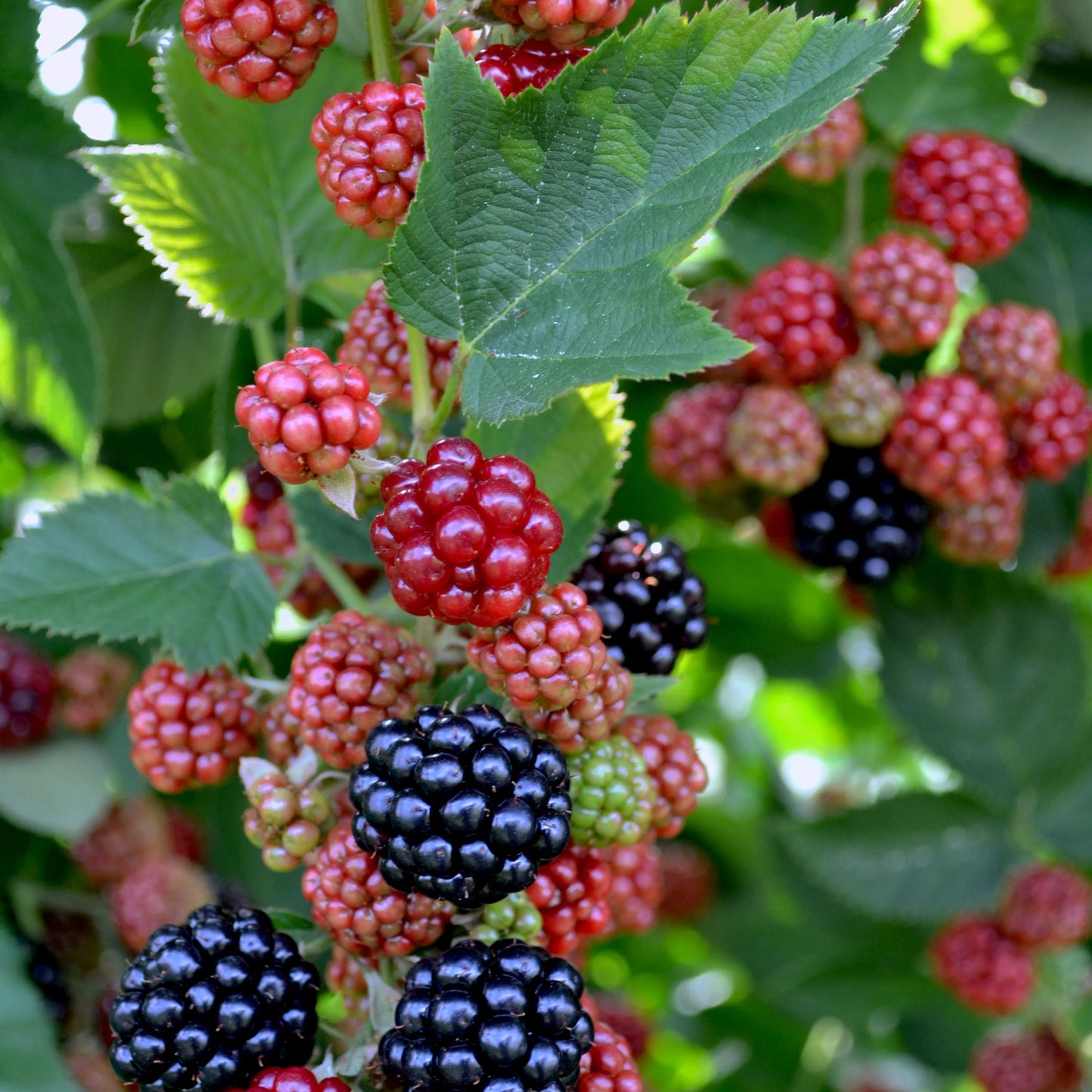 Blackberries Chester Plant, 1 Gallon