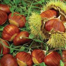 Chinese Chestnut - 8ft tall