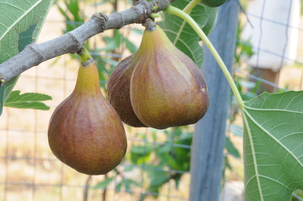 Olympian Fig Tree - 3 Gallon Pot