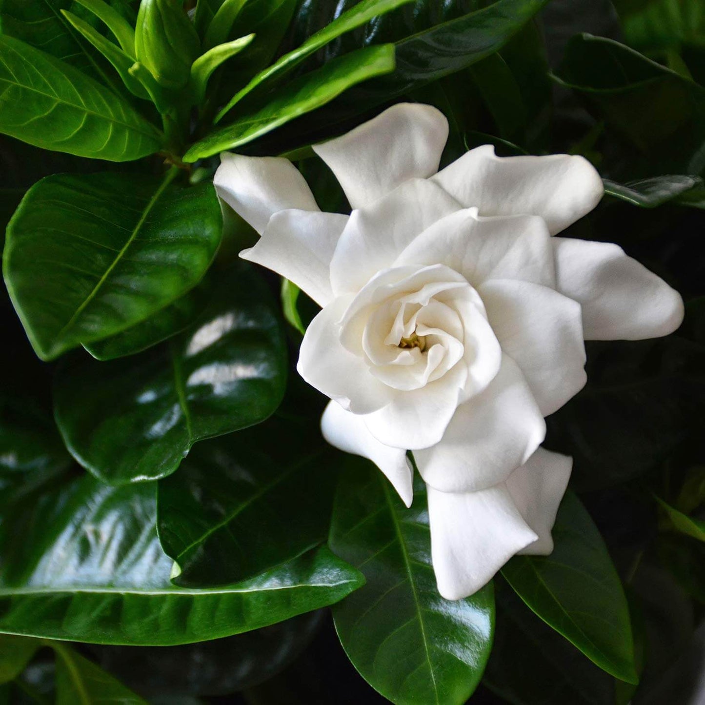 Cape Jasmine