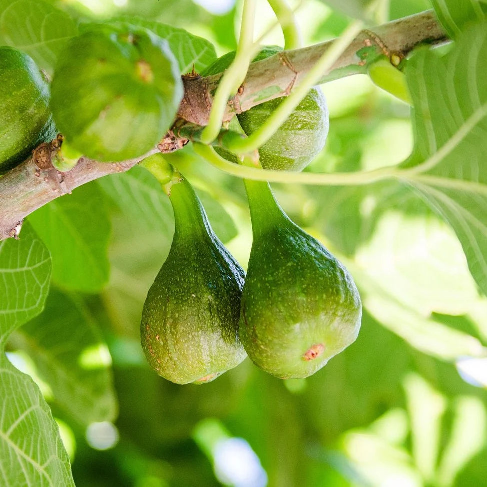 Desert King Fig Tree - 3 Gallon Pot