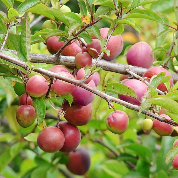 AU Cherry Plum Tree