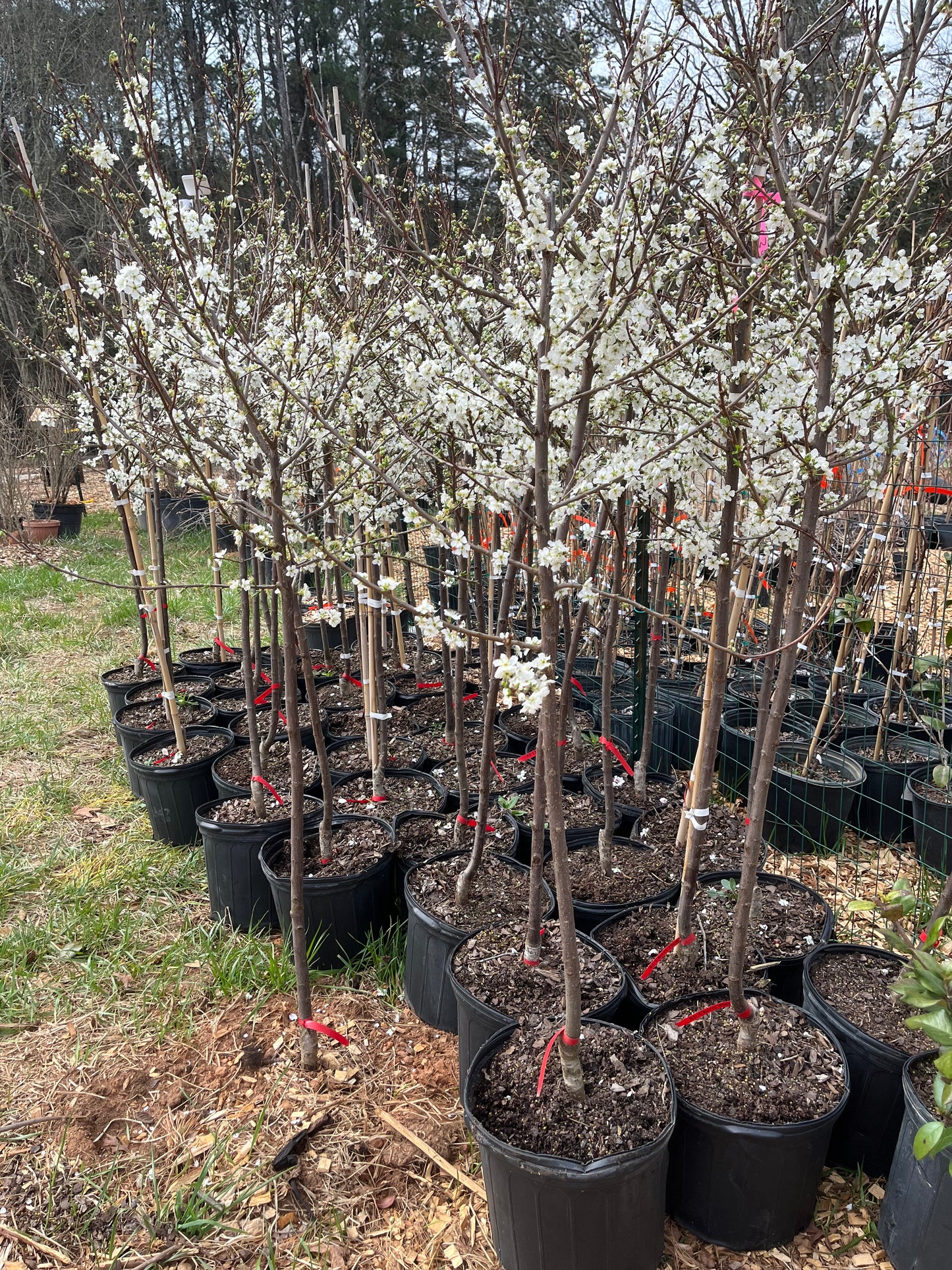 AU Cherry Plum Tree