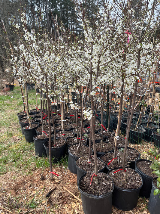 AU Cherry Plum Tree