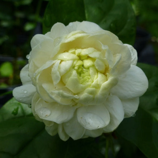 Giant Duke Tuscany Jasmine, 10 Gallon Pot