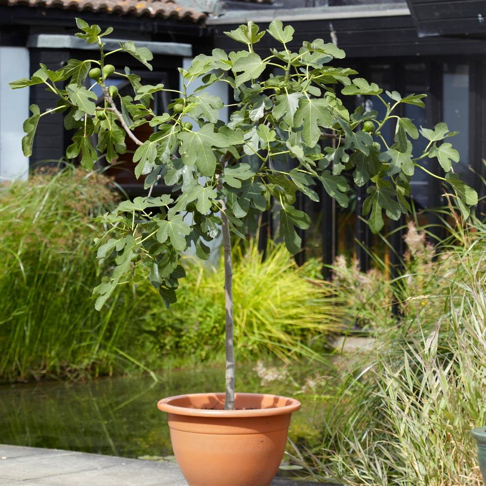 LSU Purple Fig Tree, 5 Feet Tall