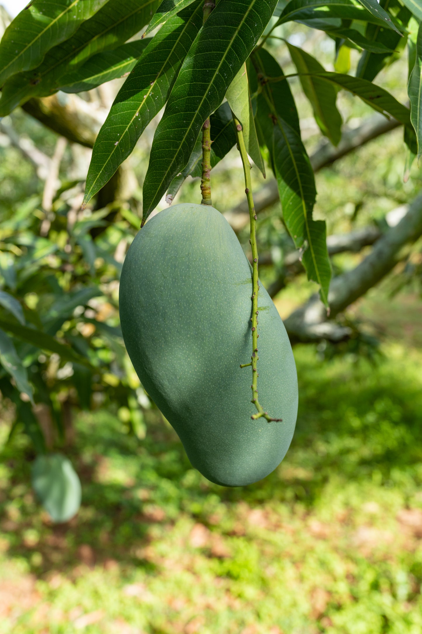 Mallika Mango Plant - 5 Gallon Pot