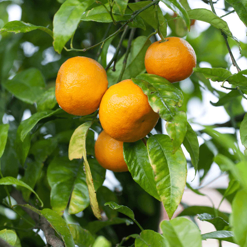 Owari Satsuma Mandarin, Grafted, 5 Gallon Pot