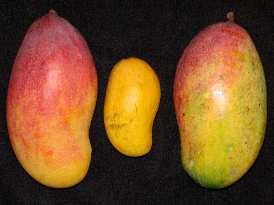 Valencia Pride Mango Plant - 5 Gallon Pot