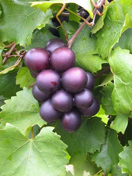 Jumbo Muscadine Plant