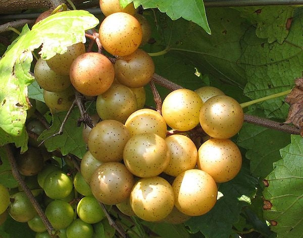 Carlos Muscadine Plant