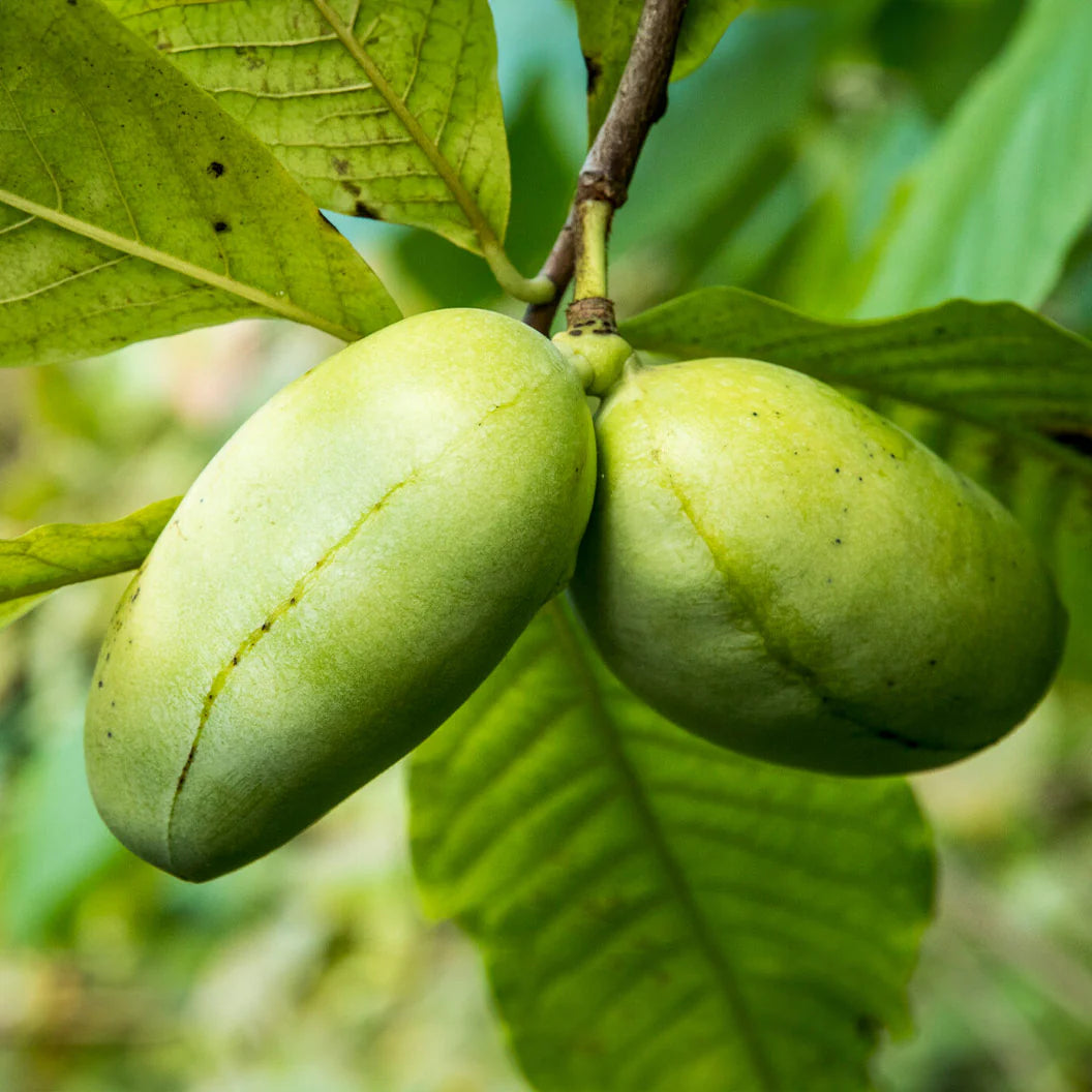 Mango Paw Paw Tree, 5 Gallon Pot