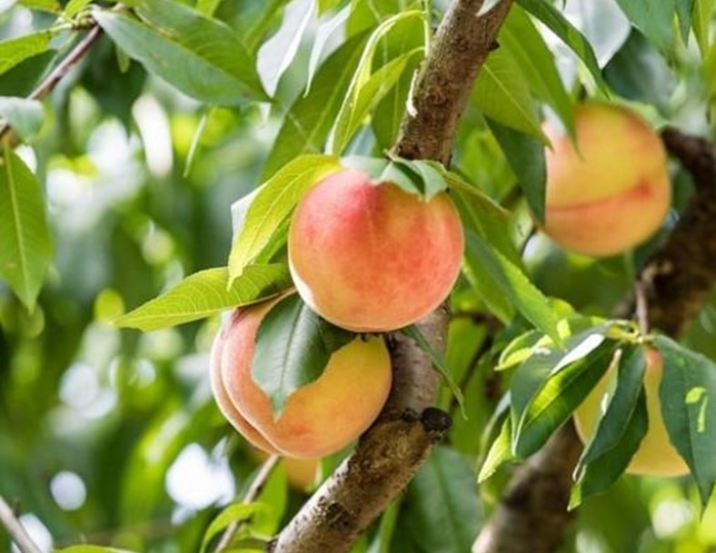 Belle of Georgia Peach Tree - 6 feet tall
