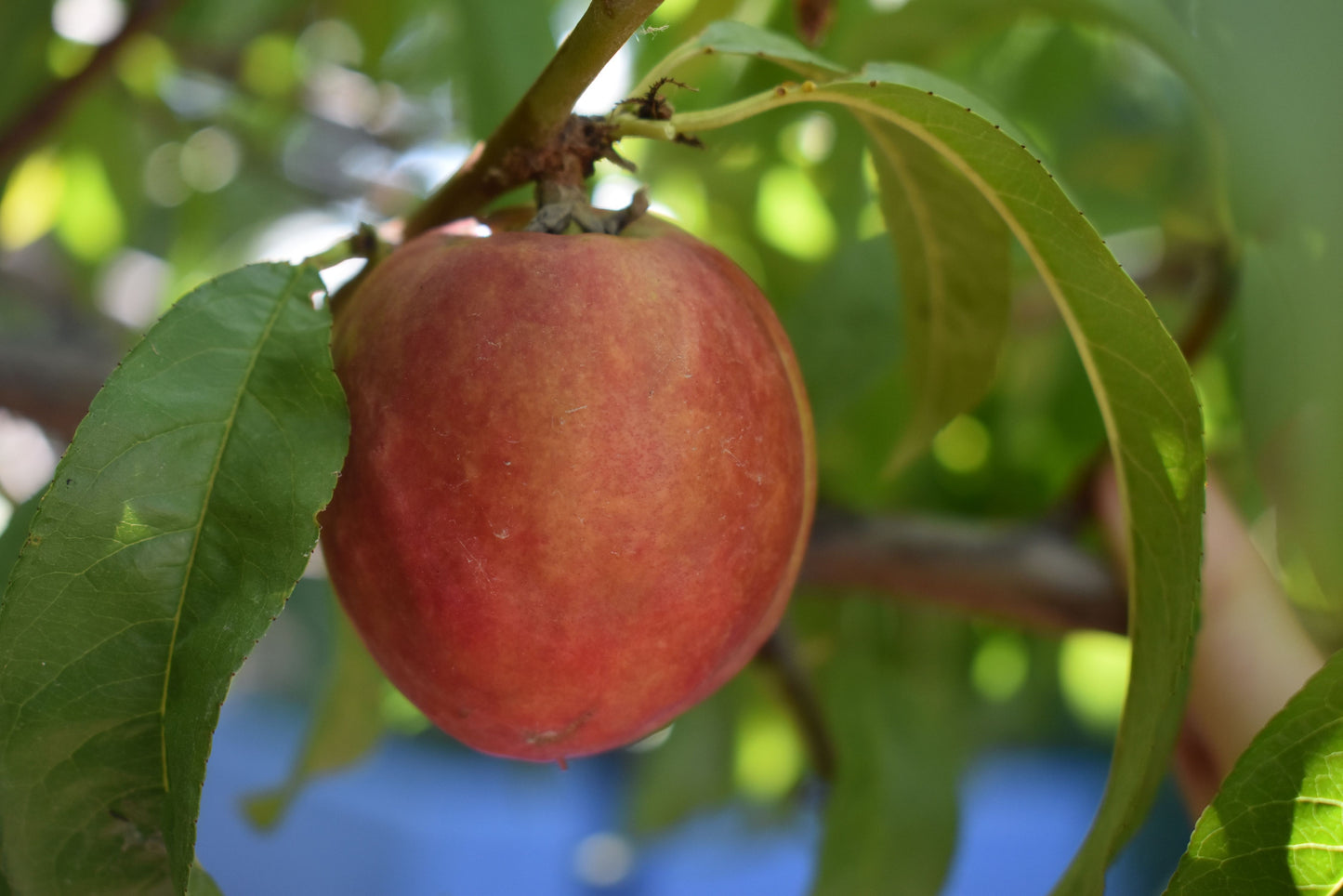 Suncoast Nectarine Grafted Tree