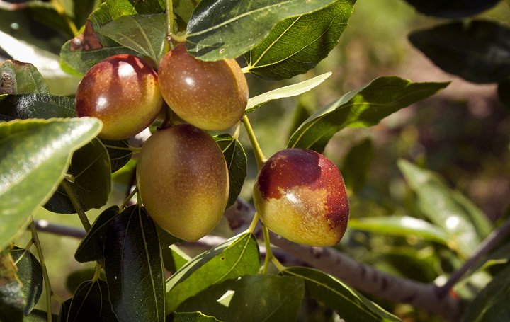 Li Jujube Tree - 5 Gallon Pot (Grafted)