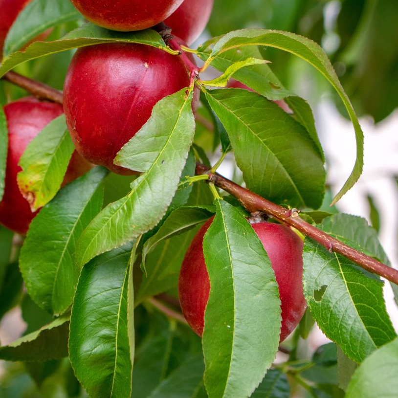 Sunraycer Nectarine Grafted Tree