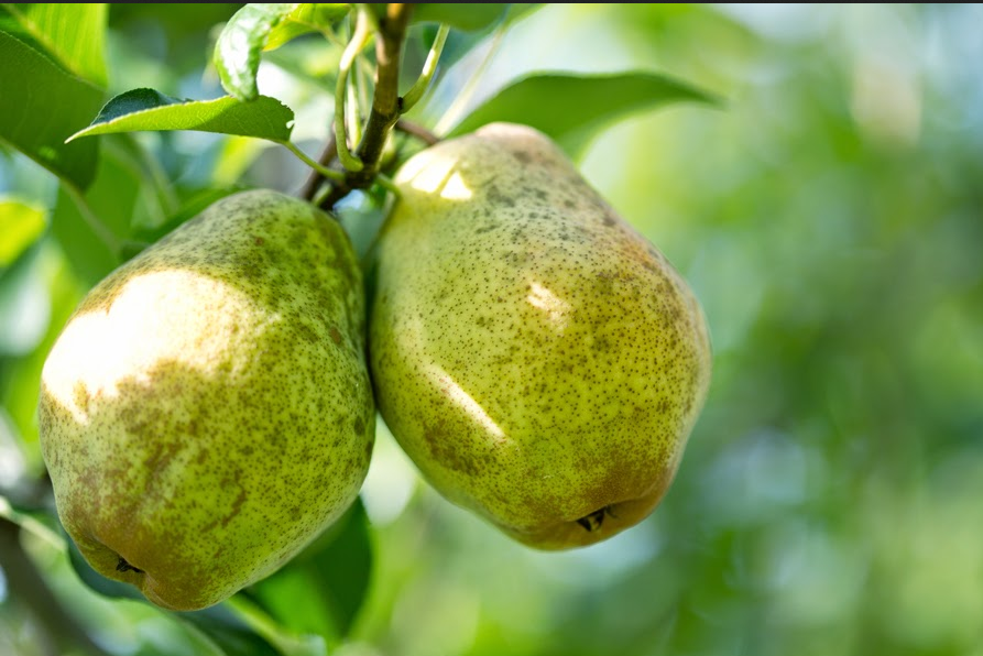 Kieffer Pear Tree