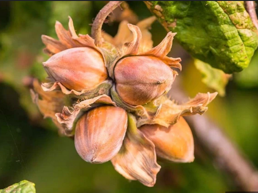 Wepster Hazelnut Tree