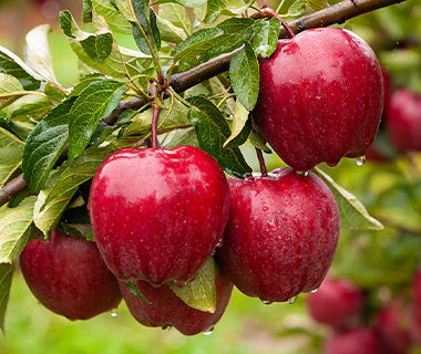 Red Delicious Apple Tree - ** 5 Gallon **