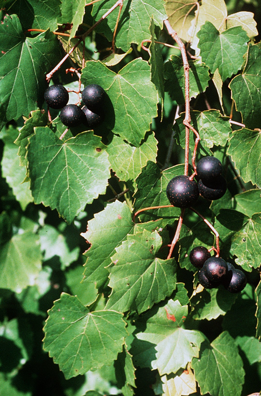 Cowart Muscadine Plant