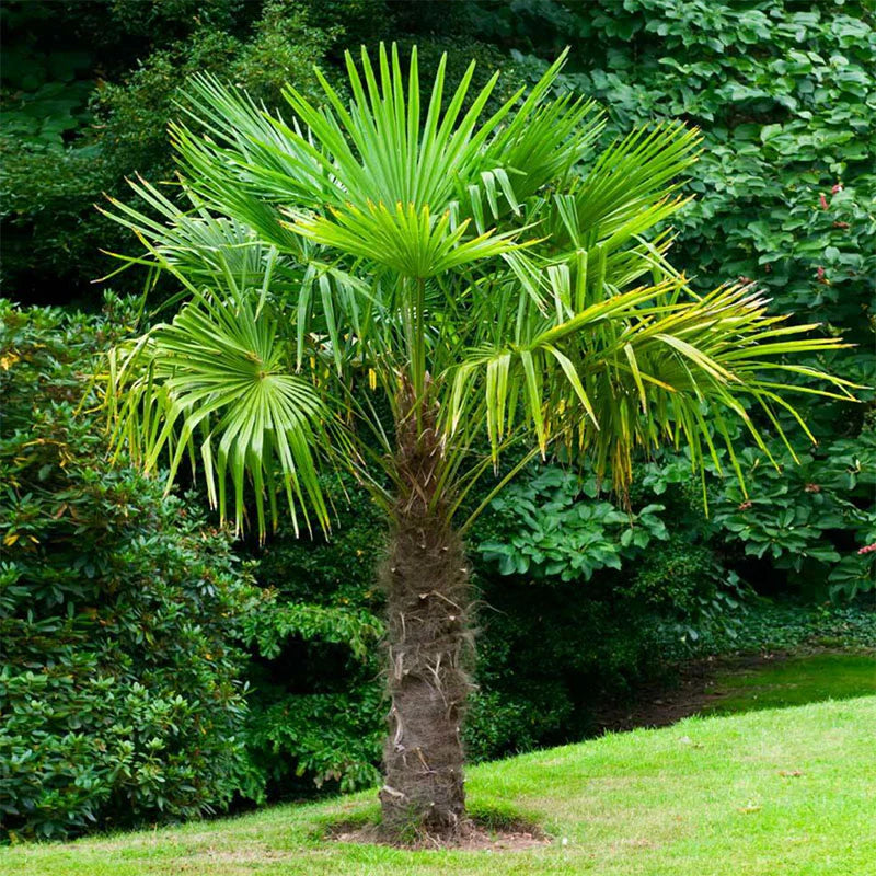 Cold Hardy Windmill Palm, 10 Gallon Pot