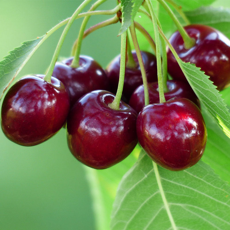 Bing Cherry Tree - 8 Feet Tall