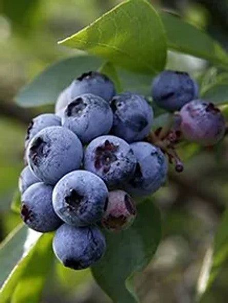 Powder Blue Blueberry Plant