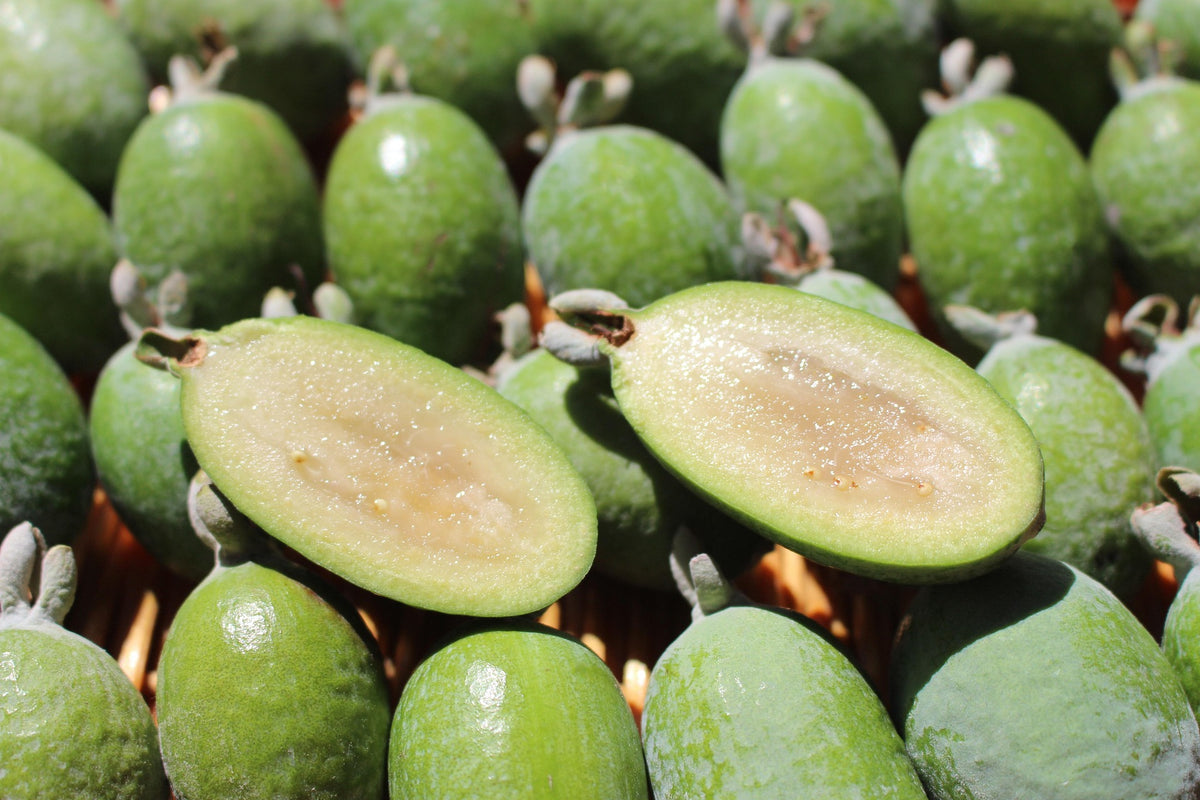 'Apollo' Pineapple Guava