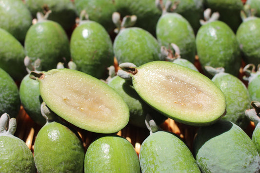 'Apollo' Pineapple Guava