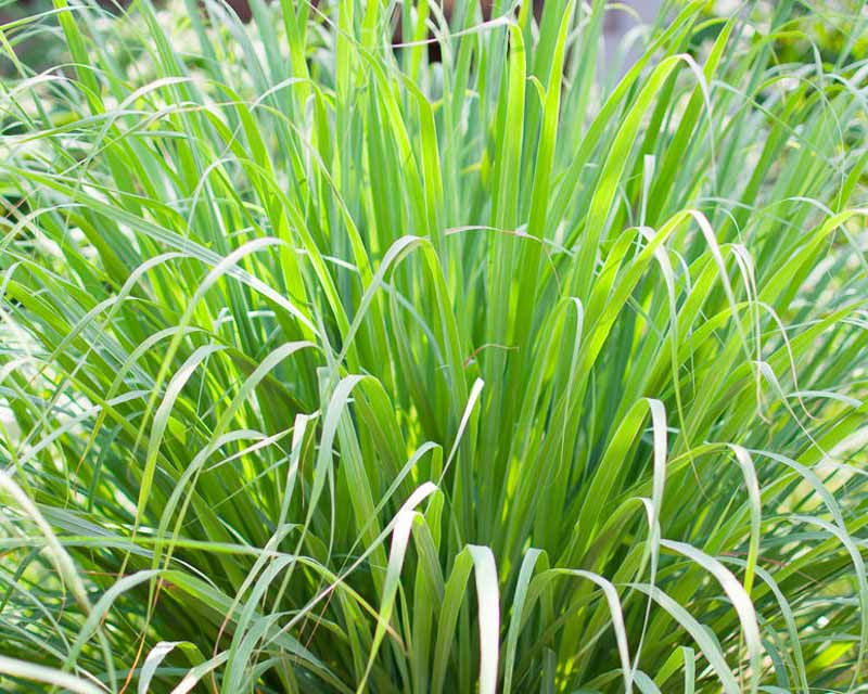 Lemongrass Plant